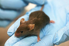laboratory mice