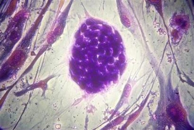 Stem Cell under Microscope